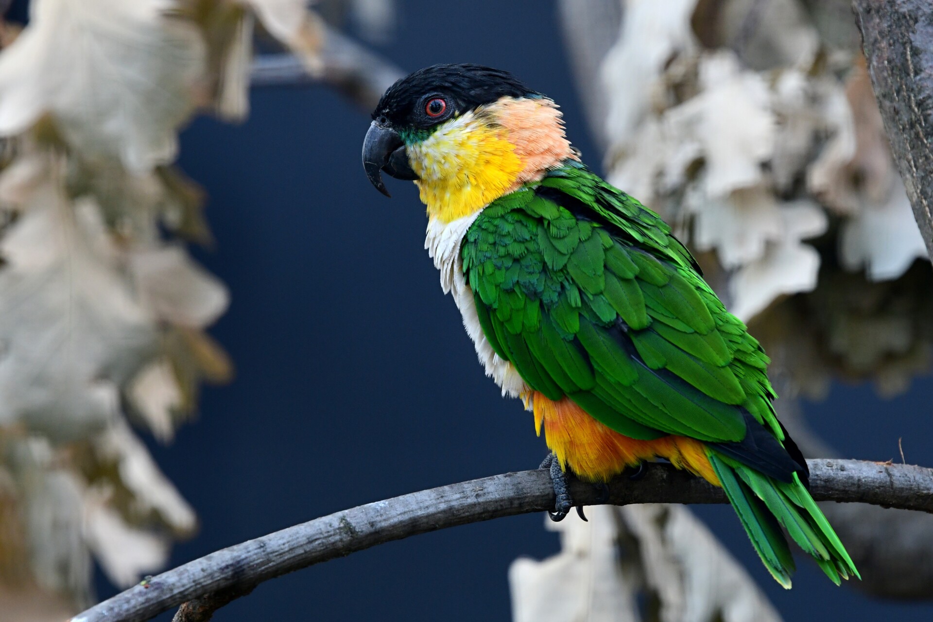 zdroj: Zoo Olomouc