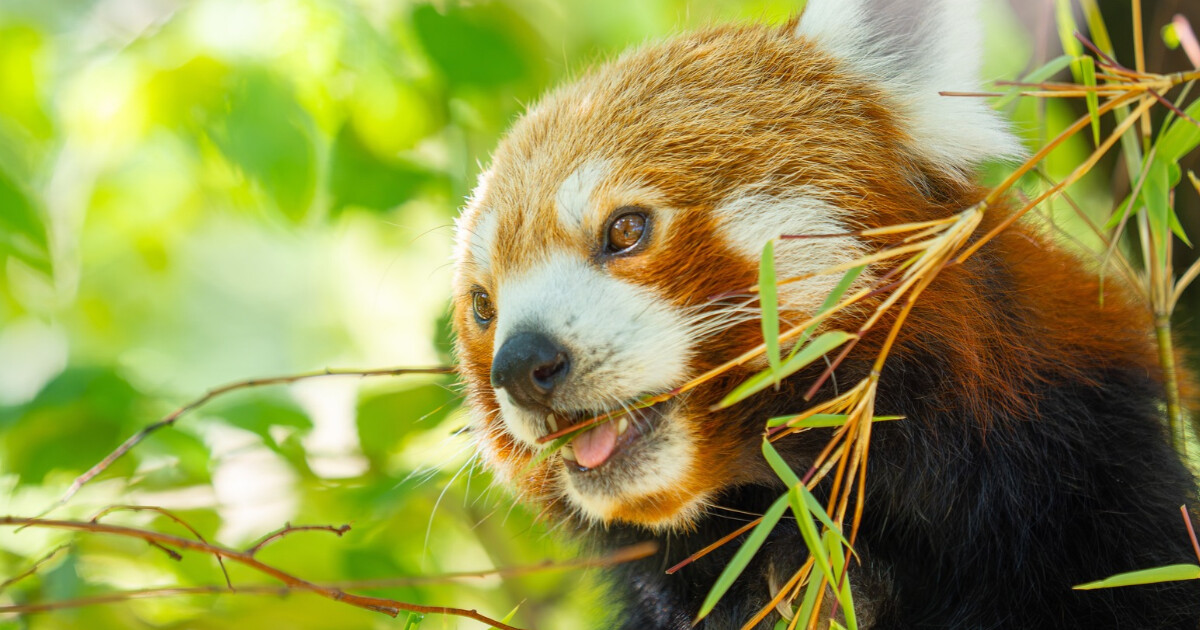 zdroj: Zoo Olomouc