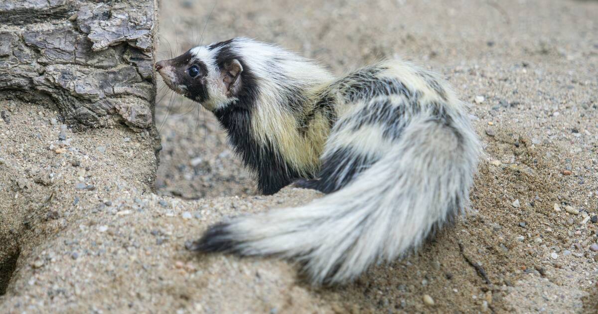 zdroj: Zoo Olomouc