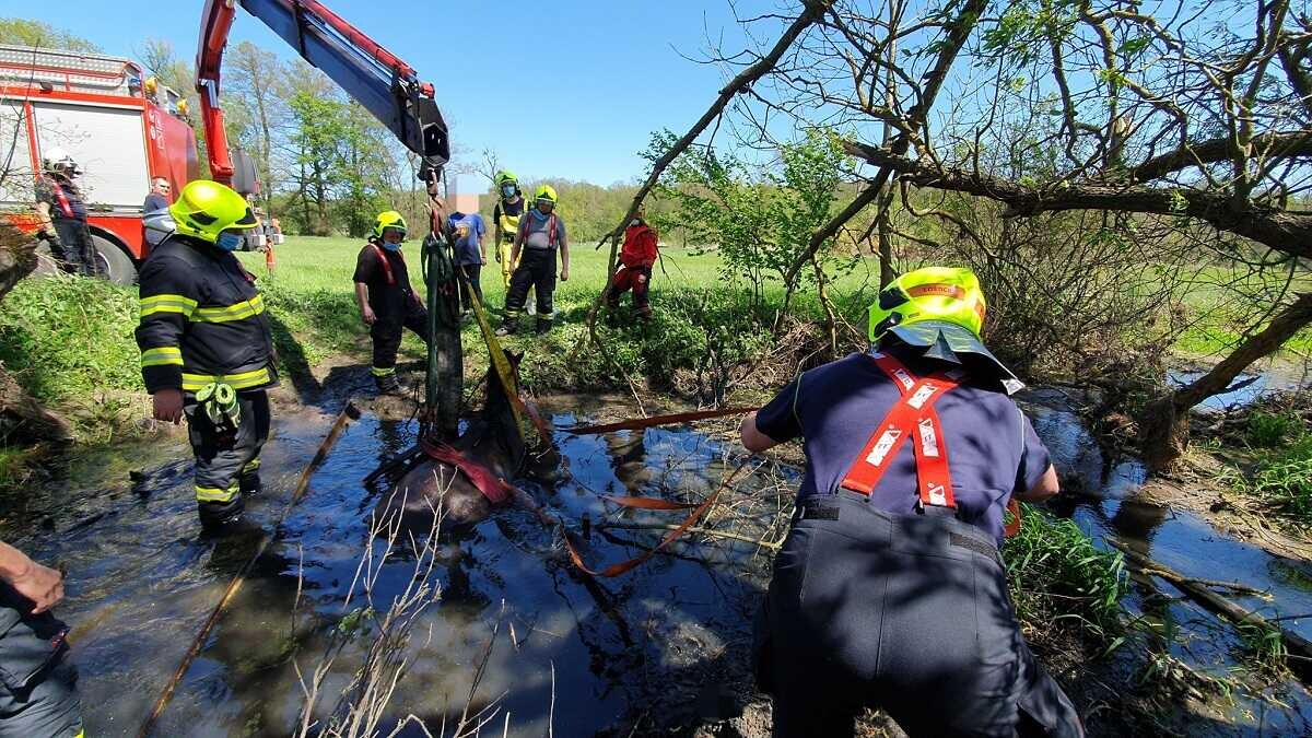 Záchrana koně, foto: HZS Olomouckého kraje