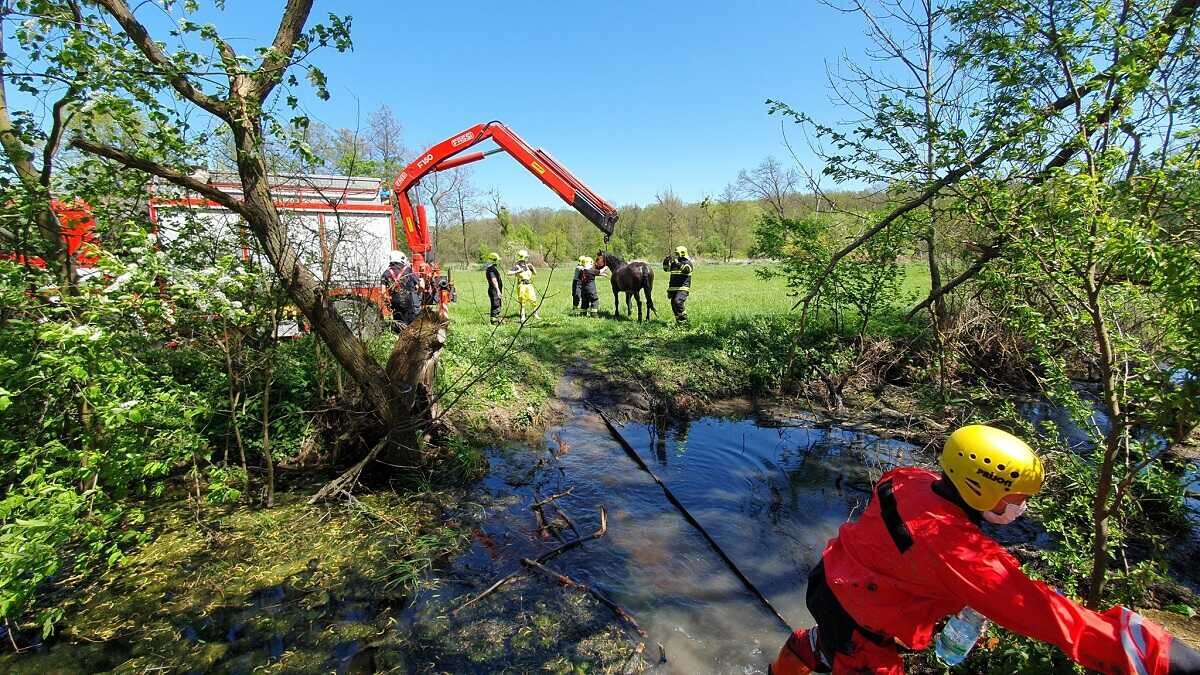 Záchrana koně, foto: HZS Olomouckého kraje