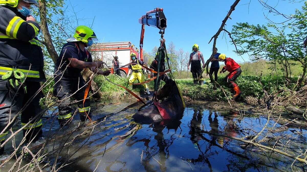 Záchrana koně, foto: HZS Olomouckého kraje