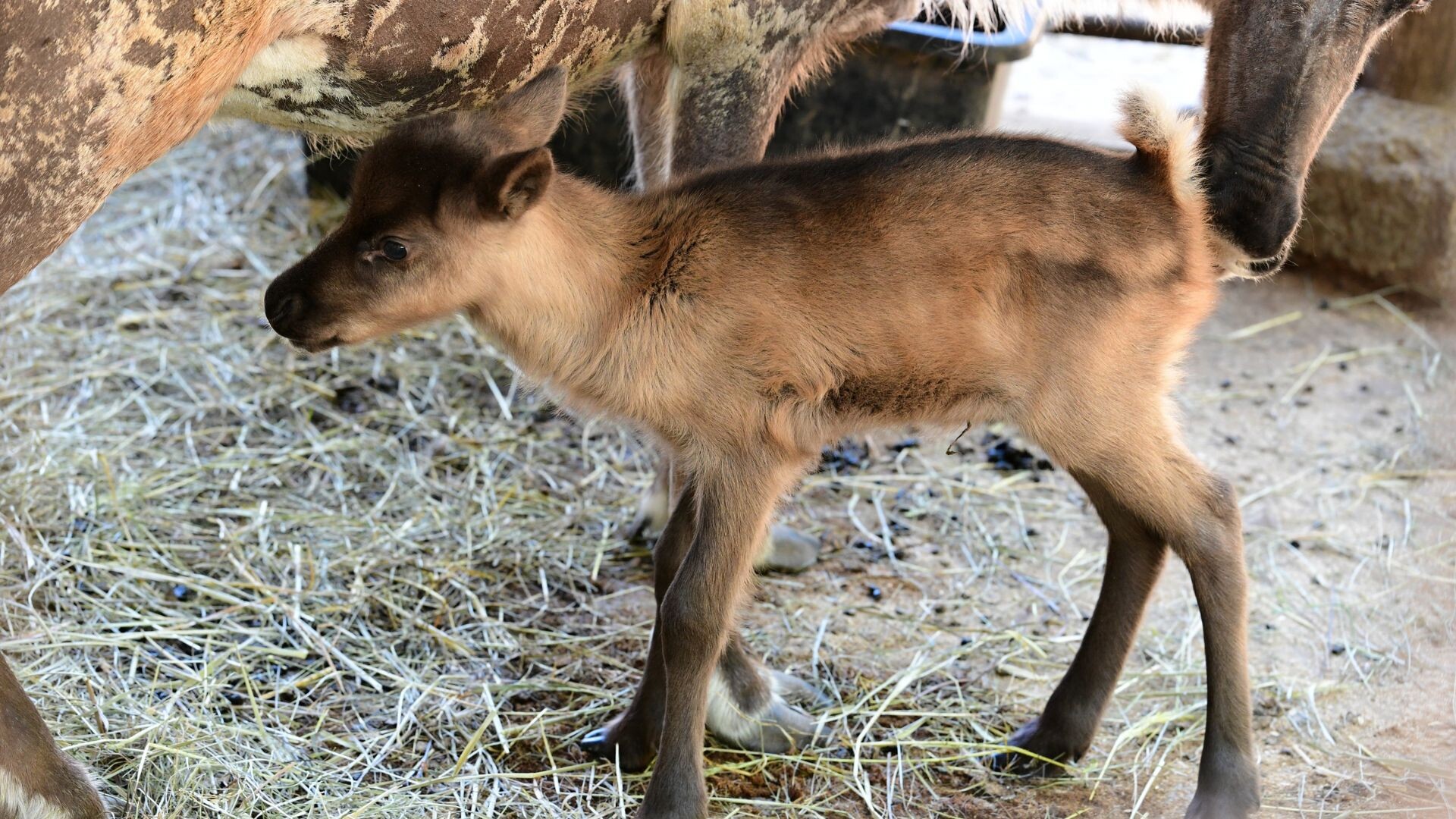 Zdroj: Zoo Olomouc