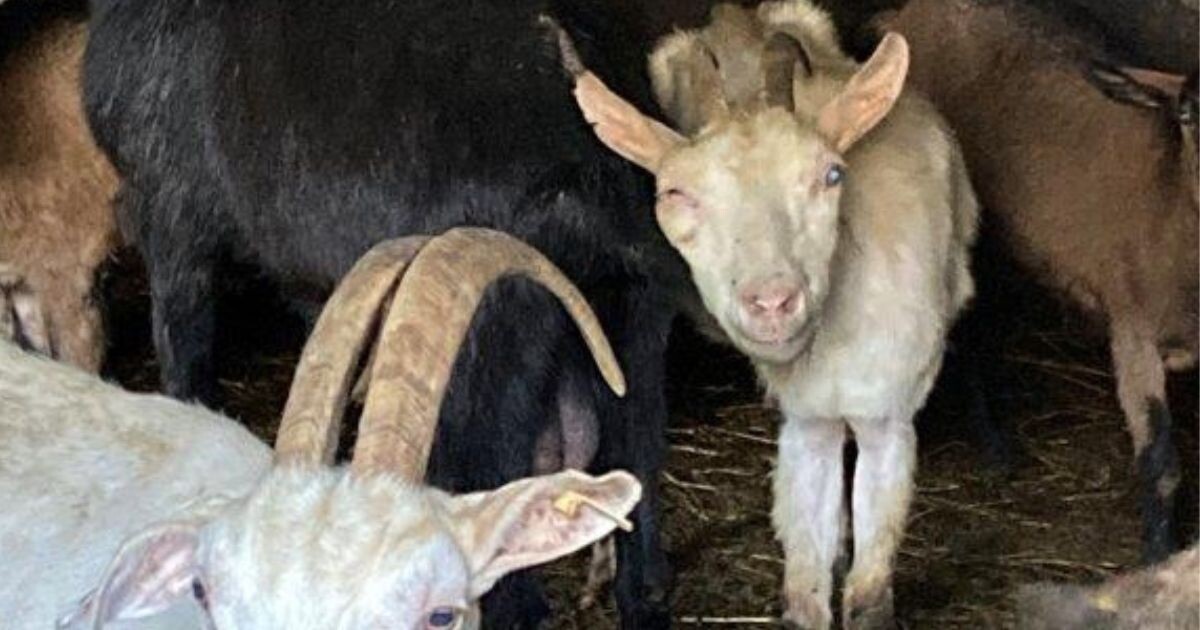 Zdroj: Státní veterinární správa 