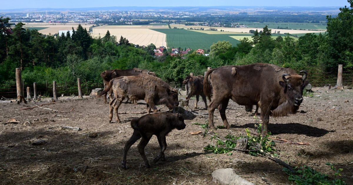 Zdroj: Zoo Olomouc 