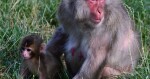 Chroničtí útěkáři, zloději i milovníci smetany do kávy. Tlupa makaků ze Zoo Olomouc se rozrostla o další členy, foto: Zoo Olomouc