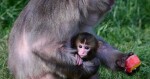 Chroničtí útěkáři, zloději i milovníci smetany do kávy. Tlupa makaků ze Zoo Olomouc se rozrostla o další členy, foto: Zoo Olomouc