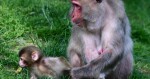 Chroničtí útěkáři, zloději i milovníci smetany do kávy. Tlupa makaků ze Zoo Olomouc se rozrostla o další členy, foto: Zoo Olomouc
