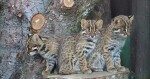 Mládě kočky krátkouché, foto: ZOO Olomouc