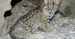 Mládě kočky krátkouché, foto: ZOO Olomouc