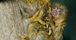 Foto: Zoo Olomouc