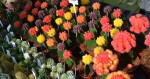 Foto: Výstaviště Flora Olomouc