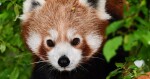 Panda červená | zdroj: Zoo Olomouc