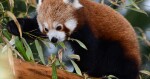 Panda červená | zdroj: Zoo Olomouc