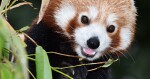 Panda červená | zdroj: Zoo Olomouc