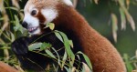 Panda červená | zdroj: Zoo Olomouc
