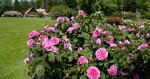 Foto: Výstaviště Flora Olomouc