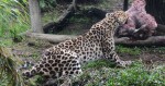 Zdroj: Zoo Olomouc