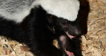 Pětiměsíční mládě medojeda kapského, foto. ZOO Olomouc