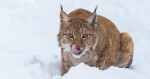 Zdroj: Zoo Olomouc