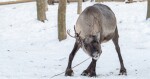 Zdroj: Zoo Olomouc