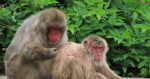 Zdroj: Zoo Olomouc