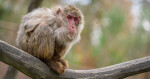 Zdroj: Zoo Olomouc