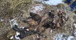 Nevhodné podmínky chovu, rozkládající se kadavéry, zdroj: SVS