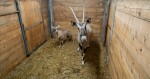 zdroj: Zoo Olomouc