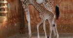 zdroj: Zoo Olomouc