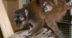 Zdroj: ZOO Olomouc