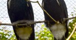 zdroj: ZOO Olomouc