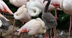 zdroj: Zoo Olomouc