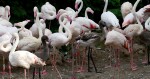 zdroj: Zoo Olomouc