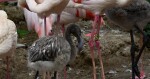 zdroj: Zoo Olomouc