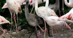 zdroj: Zoo Olomouc