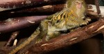 Zdroj: ZOO Olomouc