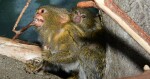 Zdroj: ZOO Olomouc