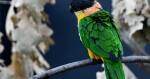 zdroj: Zoo Olomouc