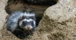 zdroj: Zoo Olomouc