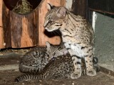 zdroj: Zoo Olomouc