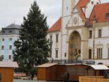 Loňský vánoční strom také pocházel z Hluboček | foto: město Olomouc