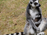 Lemur kata, zdroj: Zoo Olomouc
