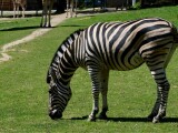 Zdroj: Zoo Olomouc 