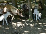 Zdroj: Zoo Olomouc