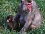 Chroničtí útěkáři, zloději i milovníci smetany do kávy. Tlupa makaků ze Zoo Olomouc se rozrostla o další členy, foto: Zoo Olomouc