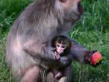 Chroničtí útěkáři, zloději i milovníci smetany do kávy. Tlupa makaků ze Zoo Olomouc se rozrostla o další členy, foto: Zoo Olomouc