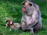 Chroničtí útěkáři, zloději i milovníci smetany do kávy. Tlupa makaků ze Zoo Olomouc se rozrostla o další členy, foto: Zoo Olomouc