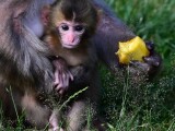 Chroničtí útěkáři, zloději i milovníci smetany do kávy. Tlupa makaků ze Zoo Olomouc se rozrostla o další členy, foto: Zoo Olomouc