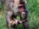 Chroničtí útěkáři, zloději i milovníci smetany do kávy. Tlupa makaků ze Zoo Olomouc se rozrostla o další členy, foto: Zoo Olomouc